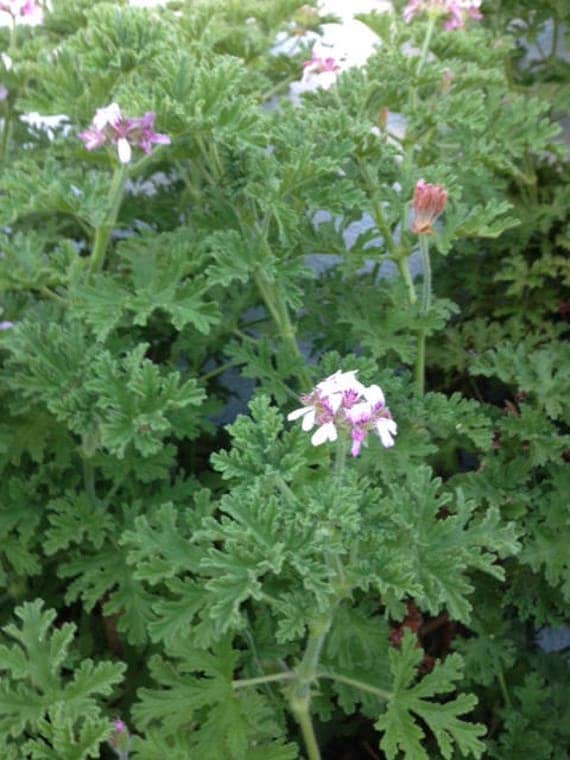 5 Cuttings Lemon Scent Edible Geranium Evergreen Pink Flower