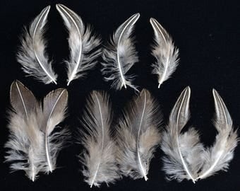 10 Sonnerat jungle cock Rooster feathers