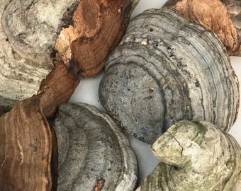 Raw Tinder Conk Mushroom - Fomes Fomentarius (50 Grams)