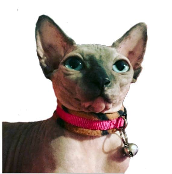 Fleece Padded Cat Collars moggy / Sphynx / Peterbald / Devon
