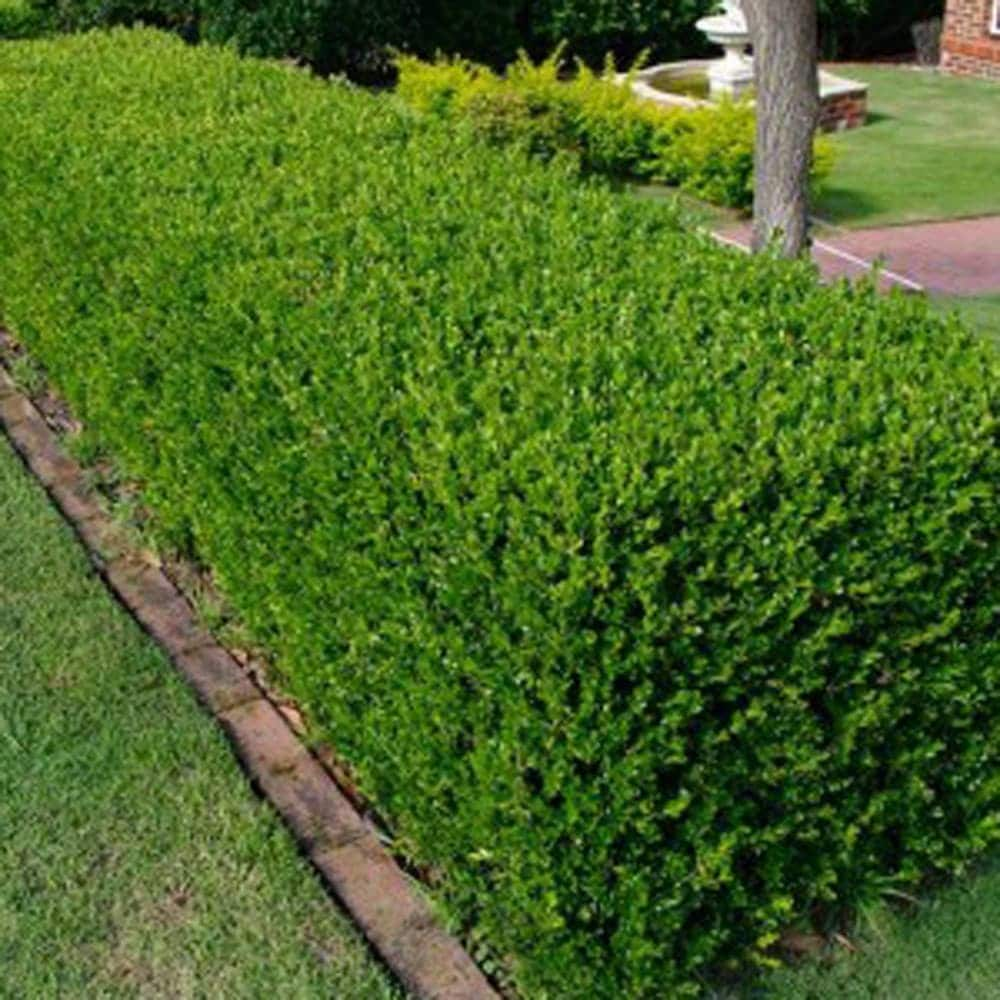 100 Common Boxwood Seeds Buxus Sempervirens