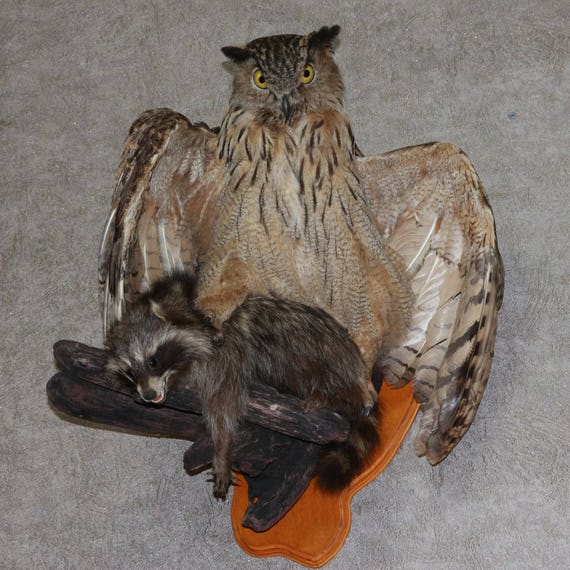 eagle owl taxidermy