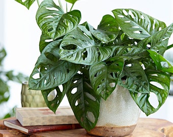 Monstera friedrichsthalii "Swiss Cheese Vine" - Easy to Grow Tropical Plant Houseplant or Outdoors Fit 1 Quart Pot