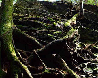 Tree Roots Digital Download Photography
