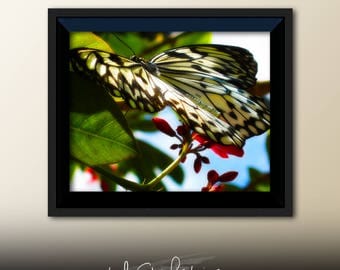 Printable Wall Art Butterfly Print #B03, Butterfly Decor, Butterfly Photo Closeup, Printable Butterfly Art, Printable Photo Art