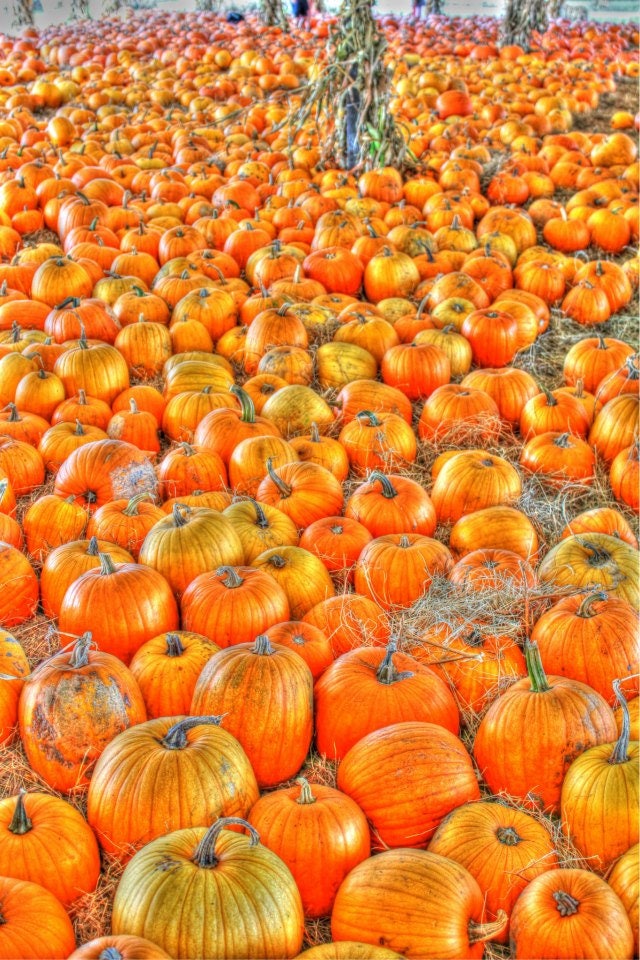 Punkins