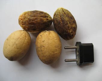 Balanites Aegyptiaca var Indica / Hingota - 1 seed