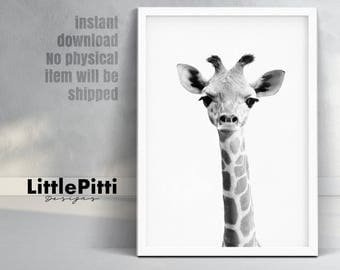 Baby giraffe print, safari african animal, cute giraffe photo, safari baby shower, black & white print, boys room art, giraffe animal print
