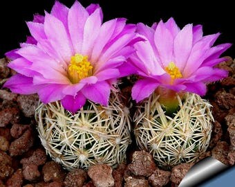Escobaria cactus / 10 seeds (Pincushion Cactus, Foxtail cactus)