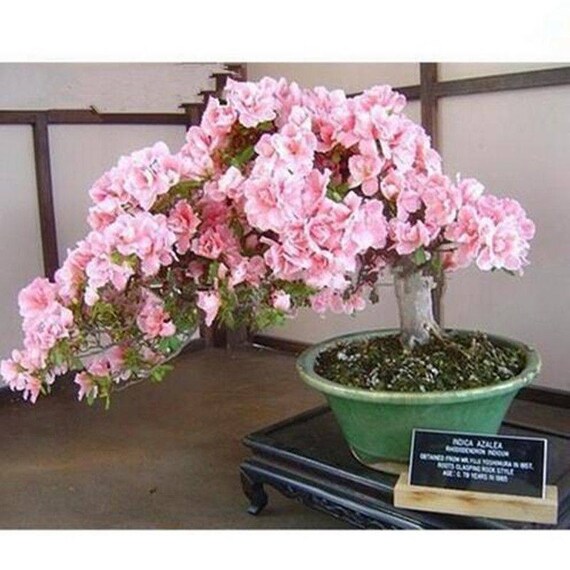 20 Cherry Bonsai Tree Seeds Japanese New Blossoms Sakura Seeds