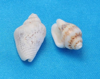Set of 2 shell spirals with 11 hole ~ 18 x 6 ~ 9 x 5 ~ 7. 5 mm - 1 mm hole