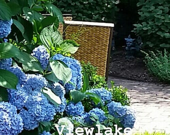 Hydrangea Blue or Pink Endless Summer