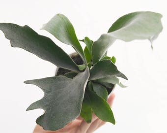 French Staghorn Fern, Indoor Plants, Unique Plant House Plant, Rare Houseplant, Wall Plant, Platycerium Lemoinei Hanging Plant Office Plant