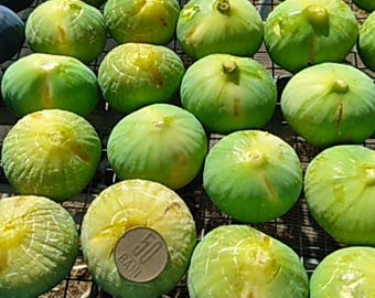 Fig tree , flat fruit ,lsu gold fig 50 fresh seeds
