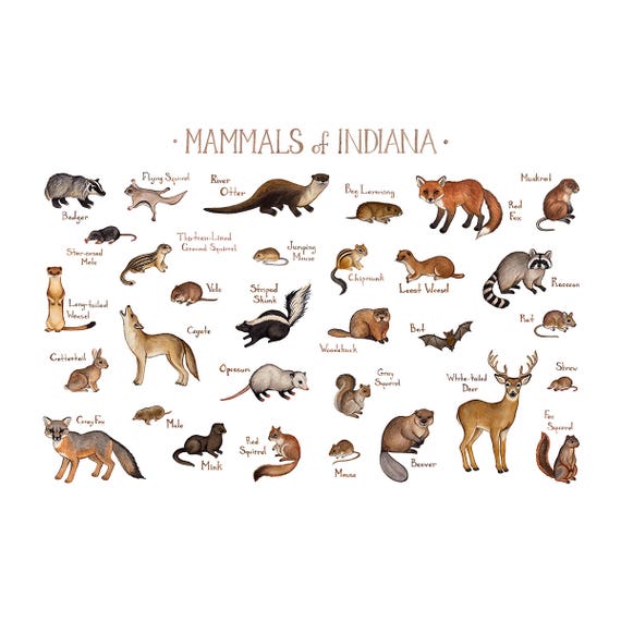 Indiana Mammals Field Guide Art Print / Animals of Indiana