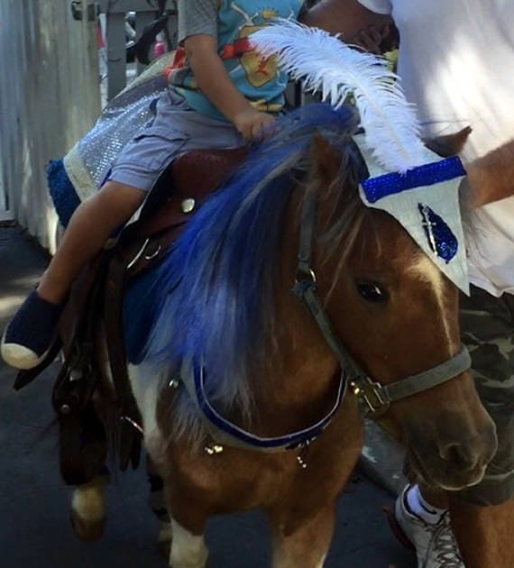 Mini Horse Costume for Parades Costumes for Miniature Horses