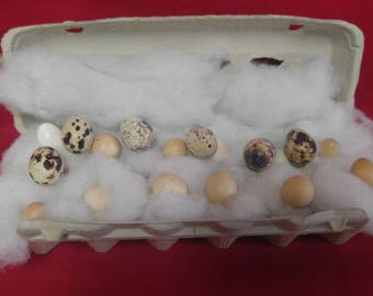 Blown/Hollow Quail Eggs 18 eggs-Crafts-DIY-taxidermy-different size/color/shape/craft/bird/nest