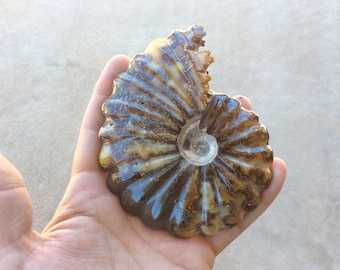Extra Quality Ammonite Fossil