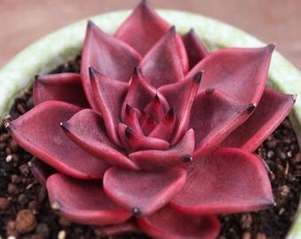 BIG SALE Succulent "Echeveria agavoides"RED (Seeds ) Rare Cactus Living Stones, drought-tolerant succulent