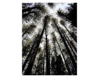 Digital Downloadable Photo - Whispering Wood