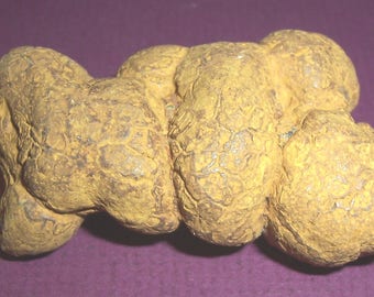 dinosaur poop fossil