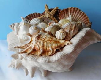 Seashell arrangement | Etsy