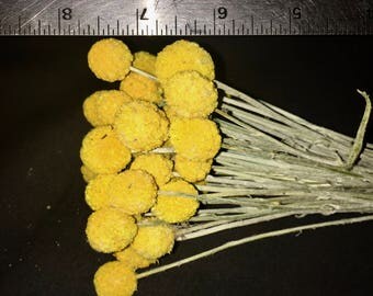 CRASPEDIA (DRUMSTICK CRASPEDIA) A.K.A. Billy Balls - 6 bunches /case