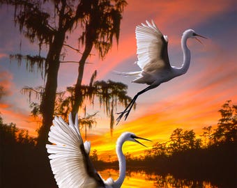 Two Egrets at sunset in the Okeefenokee swamp