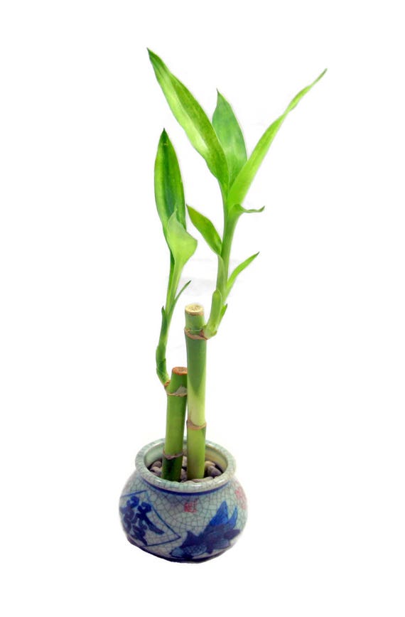 Small Two Piece Lucky Bamboo Plant in Blue and White Chinese