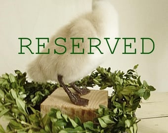 Reserved for Nicole!!!!!! Rare!!! Beautiful vintage swan chick/duckling TAXIDERMY....CHARMANT!