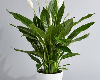 Peace Lily Air Purifying Plant - Easy Care Houseplant, Housewarming, Birthday Present, Gift for Her, Wedding Favor, Dorm Decor, Spring