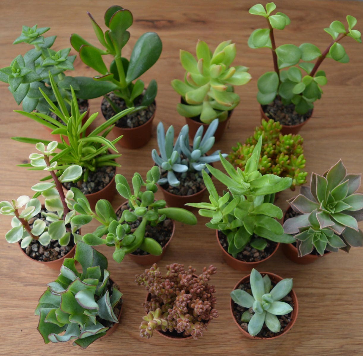  Mini  succulents Wedding favours Indoor  house  plants 