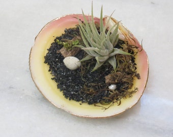 Sea Shell with Air Plant, Shell with Mini Beach Scape and Air Plant, Mini Scape, Air Plants, Bathroom Decor, Office Decor, Gift Idea