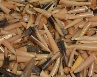 100 Pcs Kudu Horn Polished Shofar Tips Details about 100 Pcs Kudu Horn Polished Shofar Tips