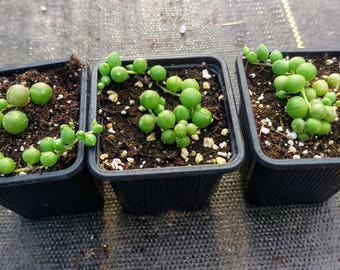 Senecio String of Pearls Succulent Rooted Cutting/Starter Plant