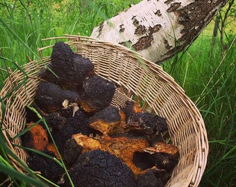 Chaga From Karelia 500-1000 g. Karelian Northern Pagan Health 100% Organic Fresh Picked Raw Harwest Pure Welth