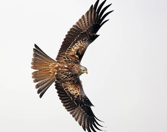 bird of prey red kite