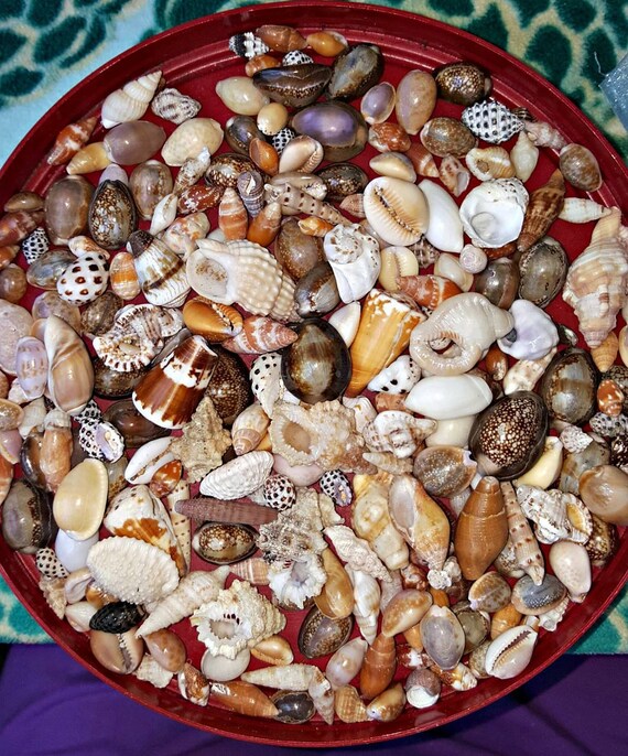 Hawaiian Seashell North Shore Oahu Seashell craft supplies