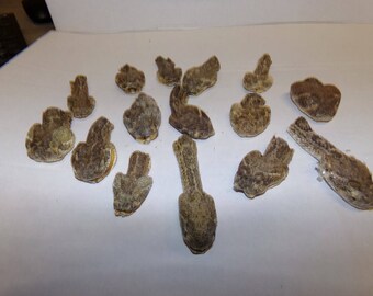 real animal taxidermy rattle snake head mount reptile part fang teeth diamond back