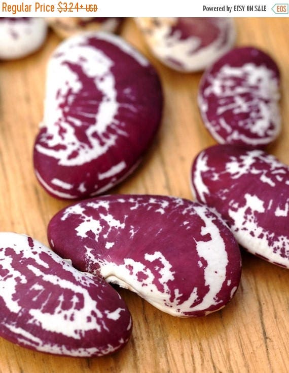 BIG SALE Christmas Lima beans pole Giant Speckled Christmas