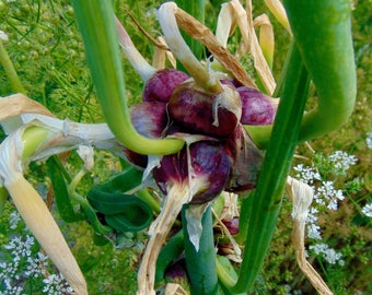 Egyptian Walking Onion bulbs