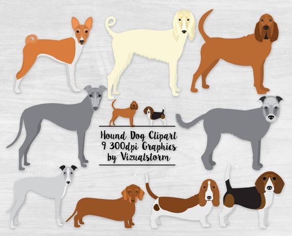 Hound Dog Clipart Hunting Dog Breeds Bloodhound Basset (570 x 461 Pixel)