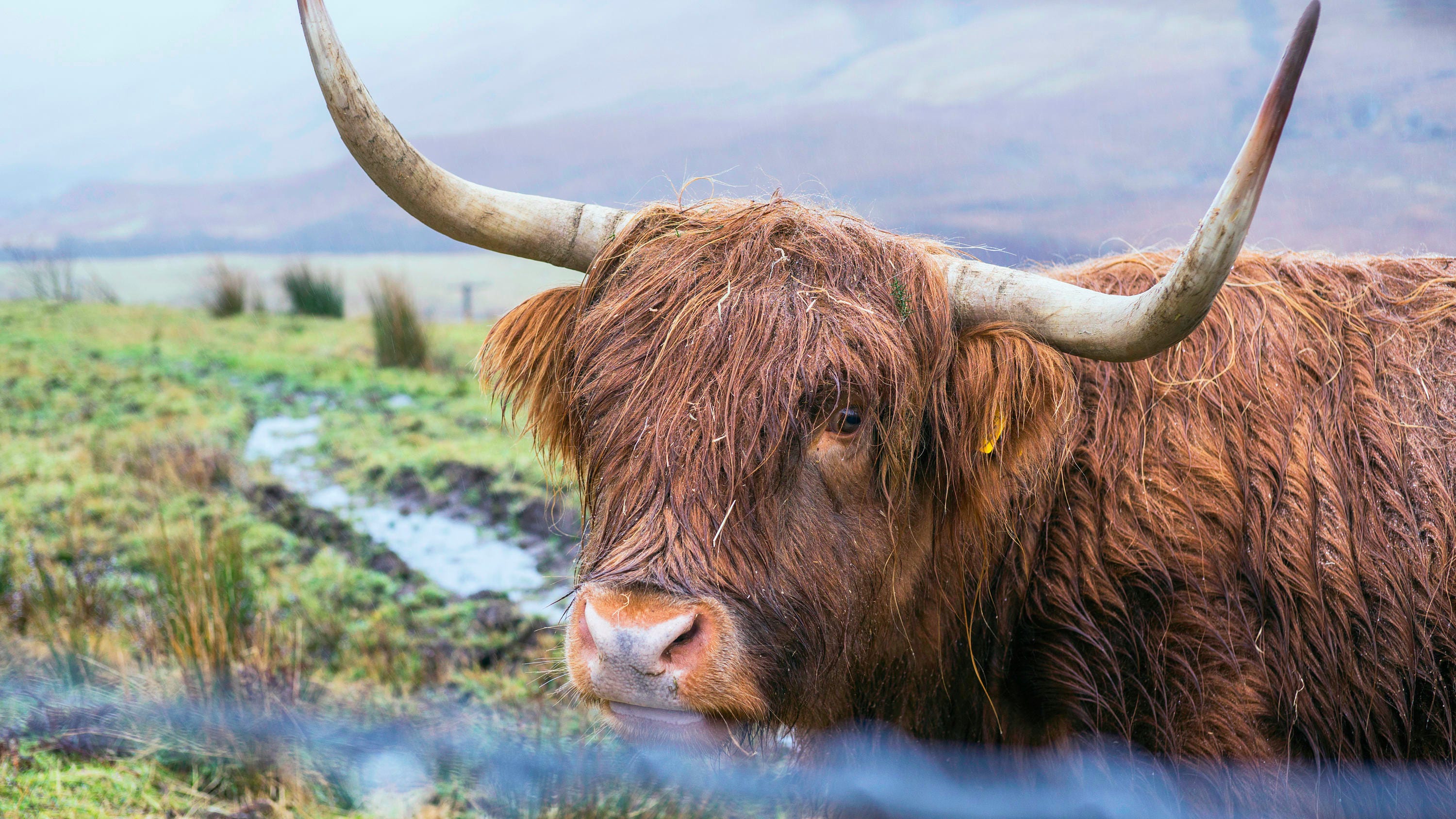 Scottish Highland Cattle Printed Photo 20x30