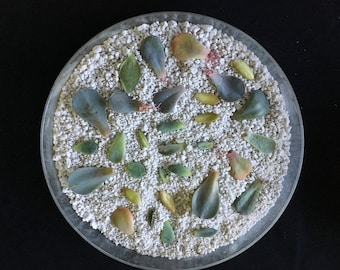 50 Succulent Leaves for propagating, terrarium supplies, succulent leaves to grow, string of pearls, echeveria, crassula, sedum, jade plant
