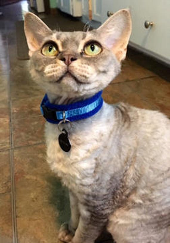 Fleece Padded Cat Collars moggy / Sphynx / Peterbald / Devon