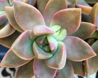 Succulent Plant Graptosedum 'Alpenglow'/'Vera Higgins'