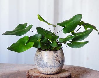 Heart Fern Plant (Hemionitis arifolia) 4" Earth-Friendly Biodegradable Coconut Fiber Pot