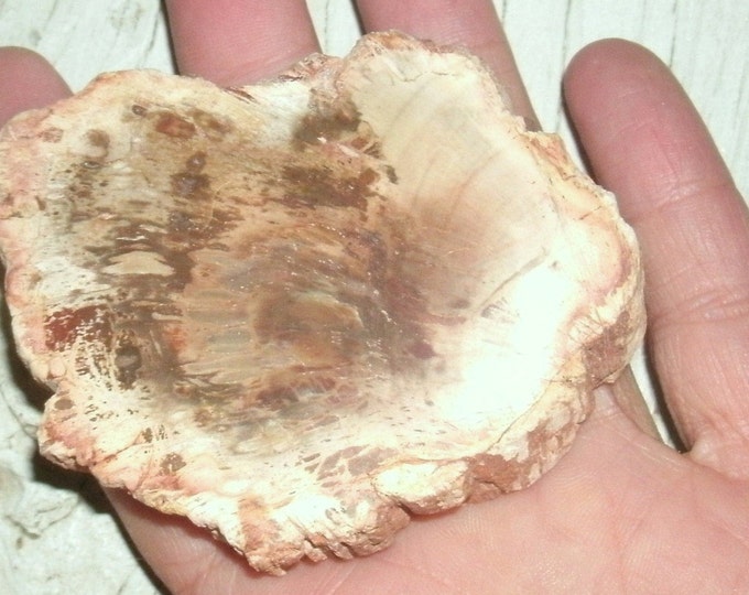Petrified Wood Polished Slice, rocks fossils and minerals, gift for collector, fossil wood slice, multi colored, beautiful piece, log slice