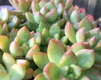 Golden Glow sedum/ succulents/succulent garden/succulent arrangement/live plants/succulent wedding