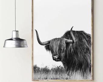 Cattle photography. Highland cow. Bull photography. Highland bull. Nature photography. Instant download